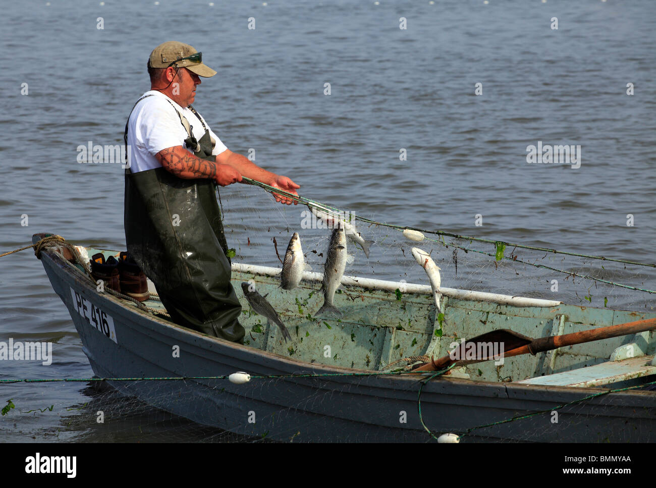 Fisherman catching Mullet from netting at Mudeford, Christchurch Harbour. Stock Photo