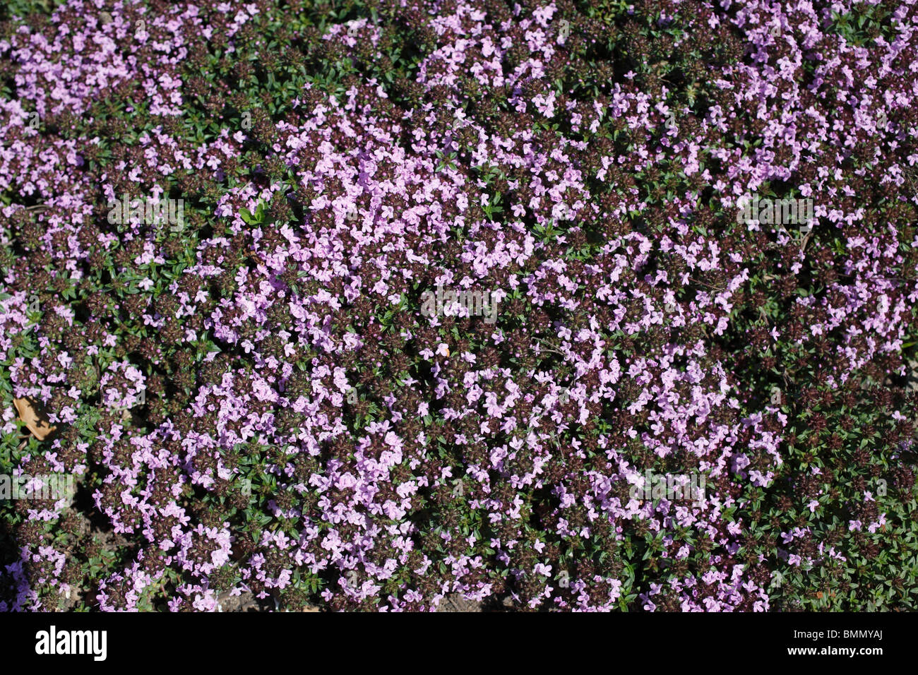 thyme (Thymus polytrichus) plant in flower Stock Photo Alamy