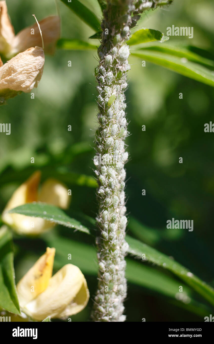 Aphid attack on Lupin flower stem close up Stock Photo - Alamy