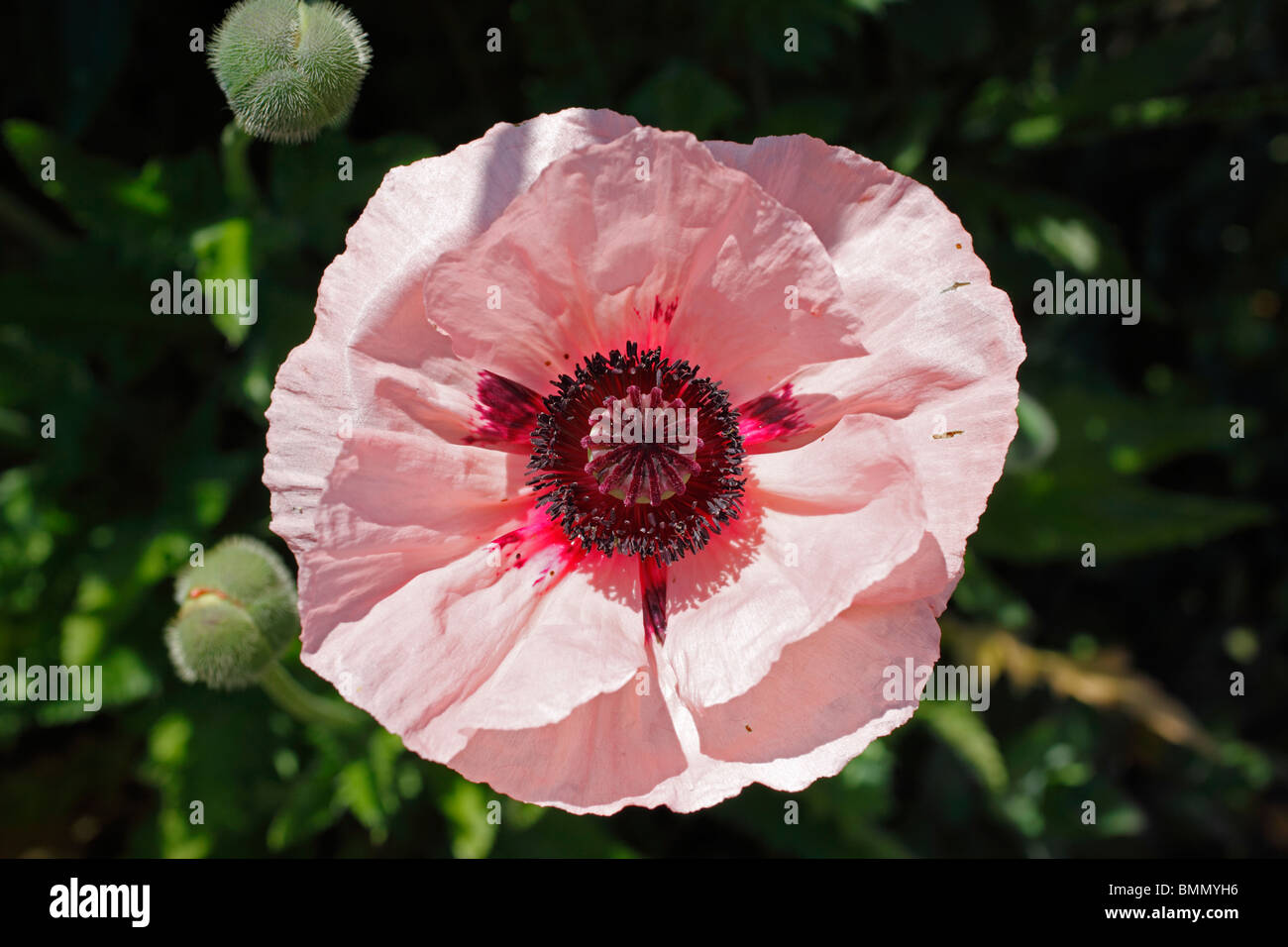 Oriental poppy (Papaver orientale Cedric Morris) close up of flower Stock Photo