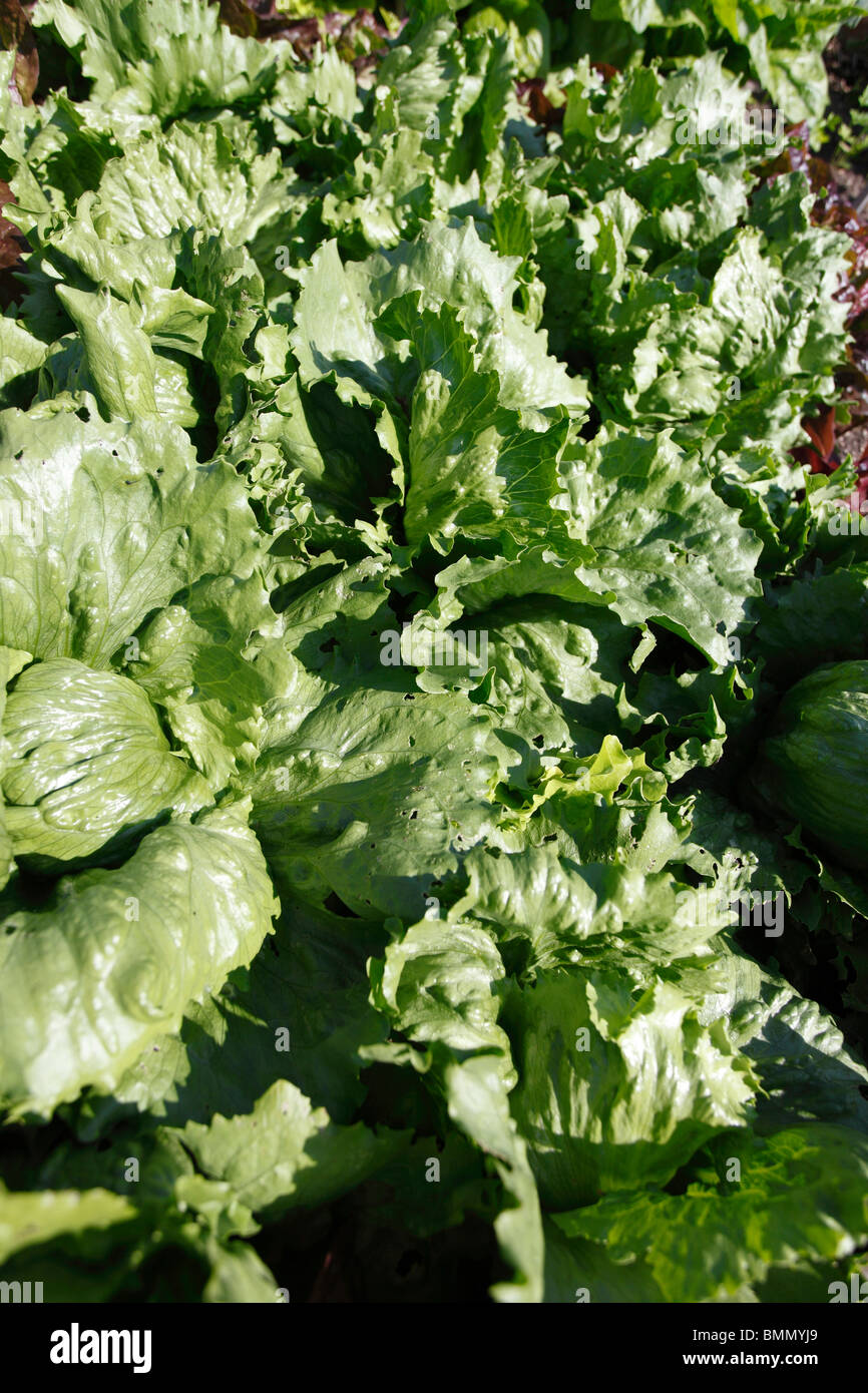lettuce (Lactua sativa) Bedford green maturing plants Stock Photo