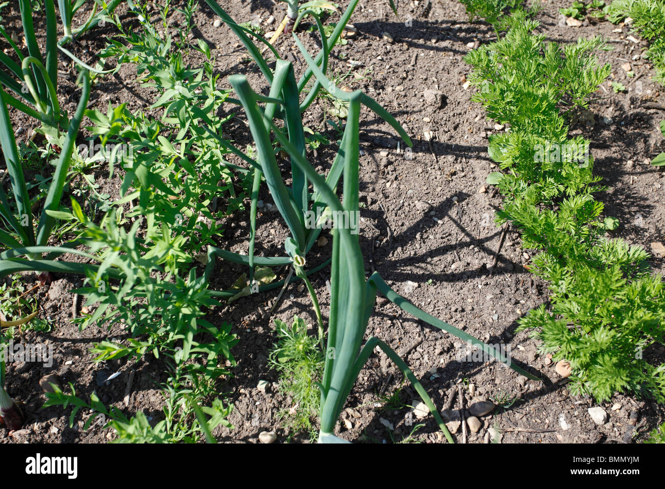 flax (Linum rubrum) and onions as companion plants for carrots Stock Photo