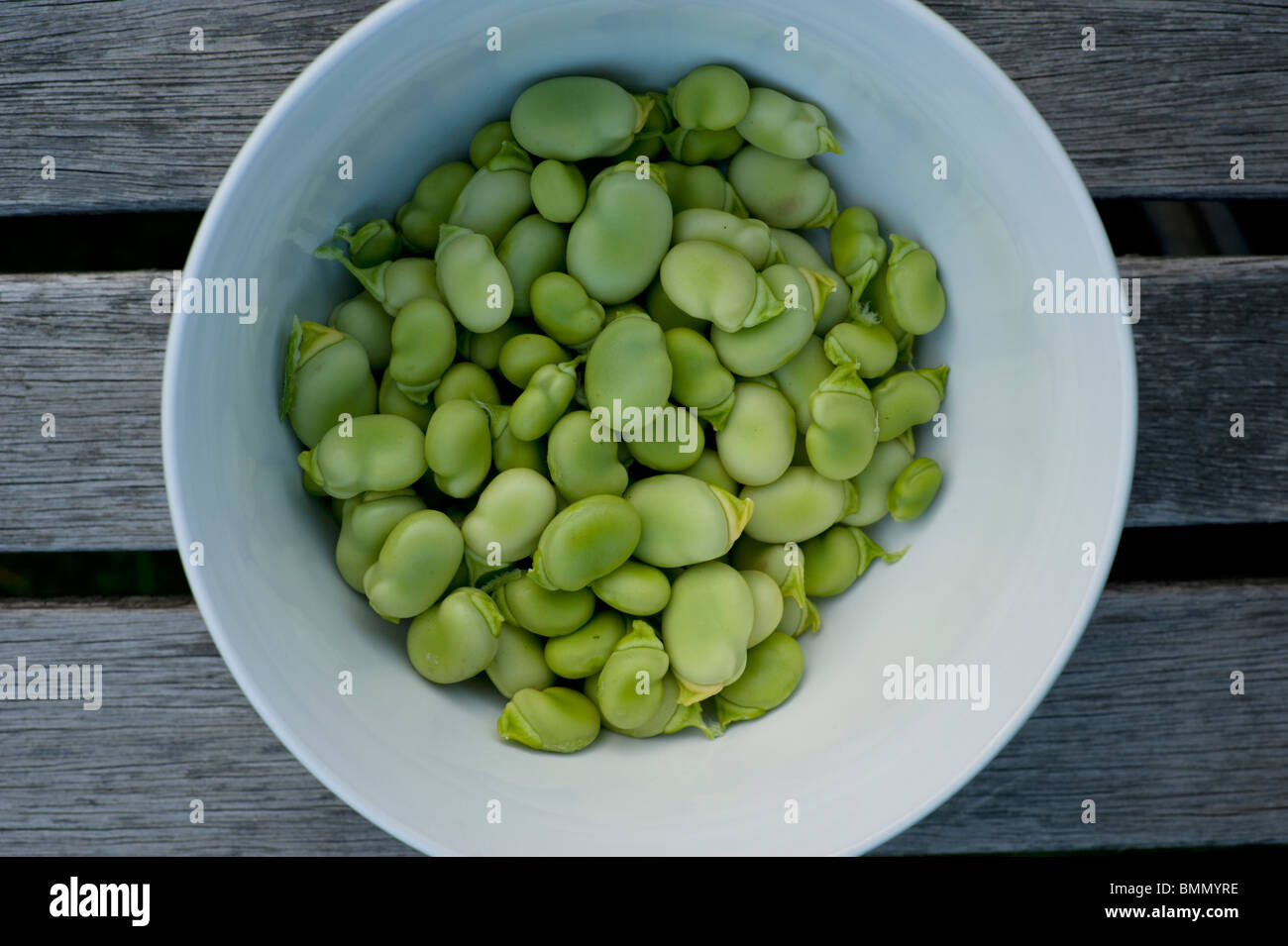 Shelled freshly-picked organic broad beans in a white bowl await cooking. Stock Photo