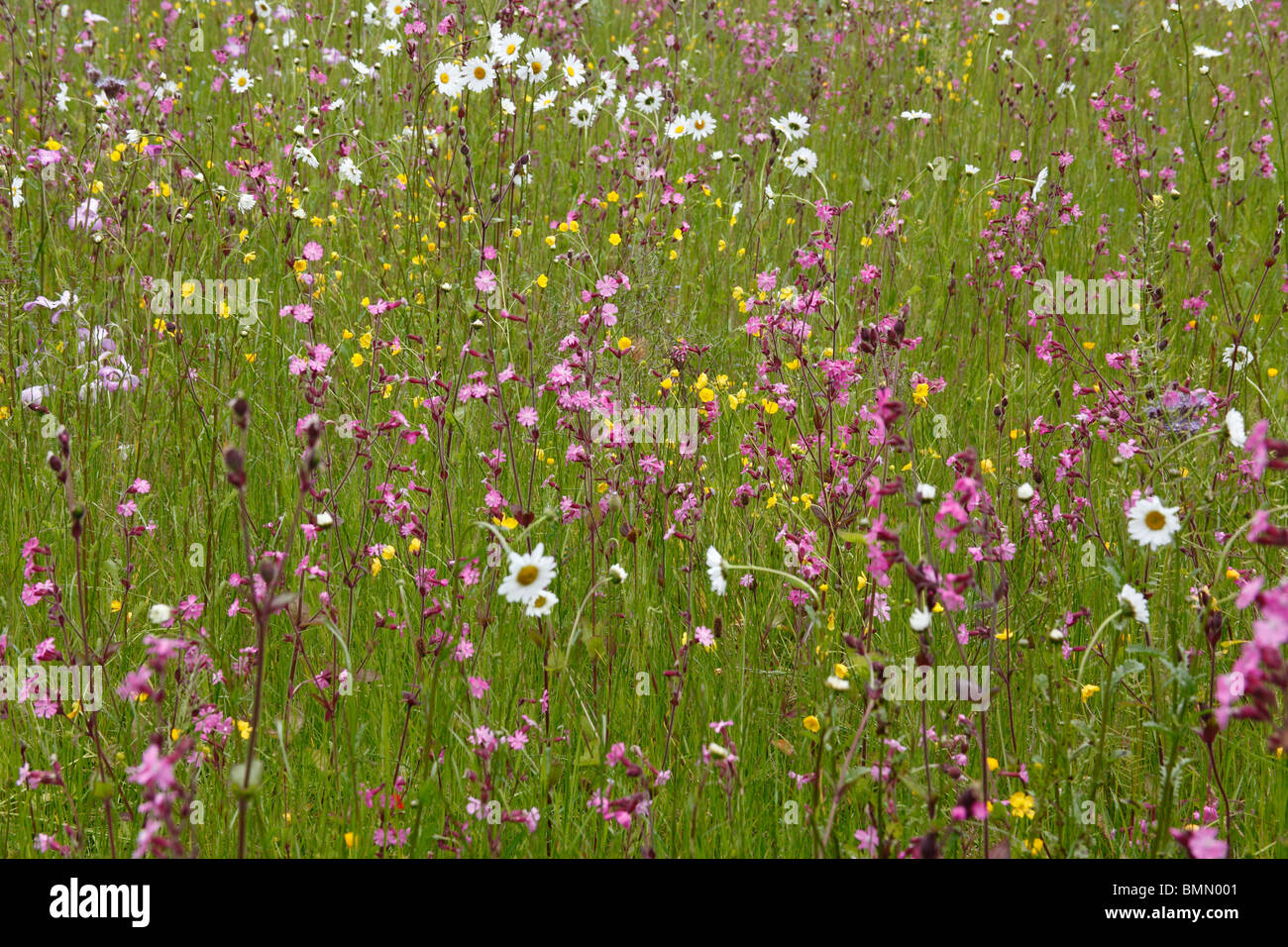 wildflower meadow in early summer Stock Photo