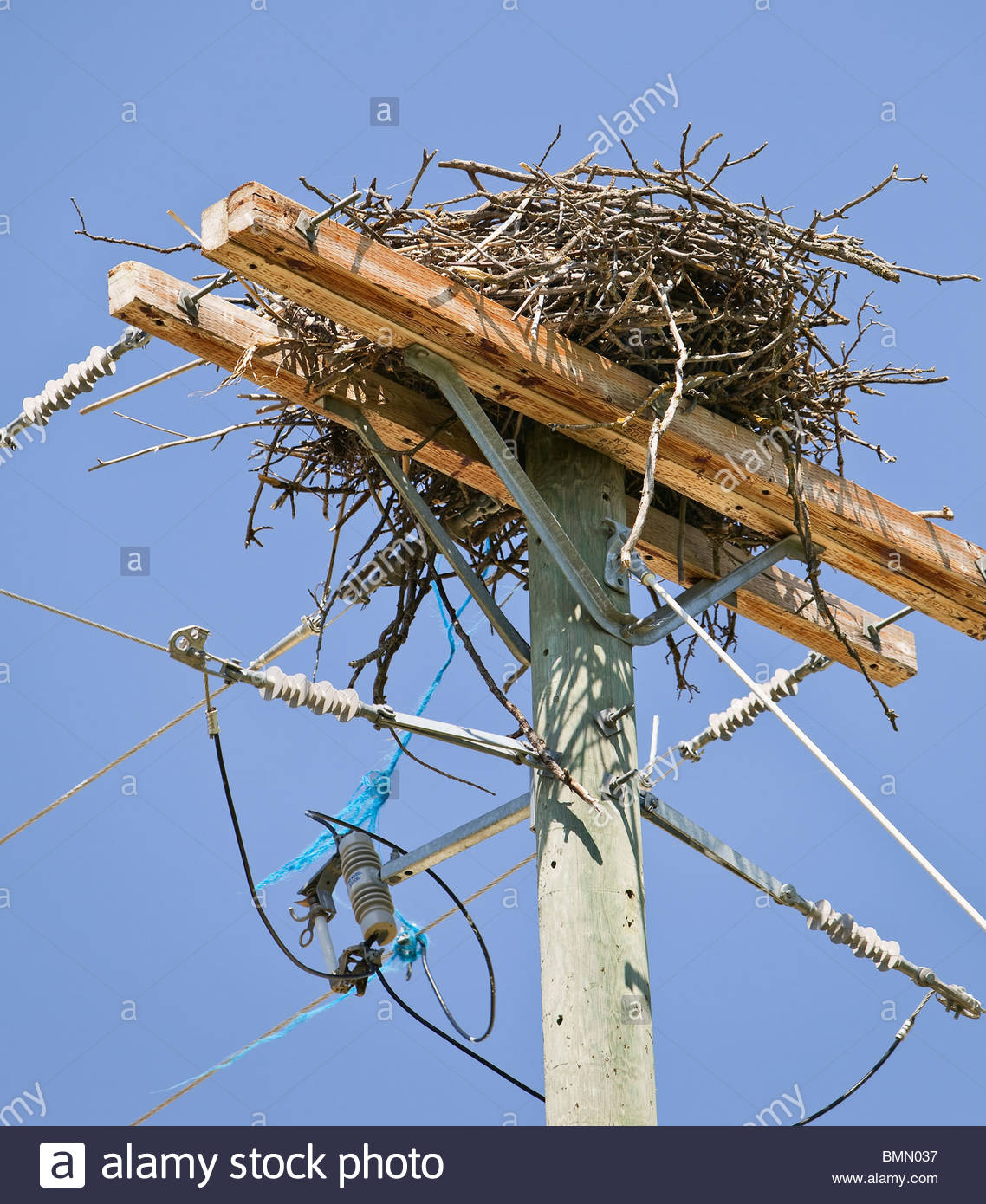 Nest On Power Pole Stock Photos & Nest On Power Pole Stock Images Alamy