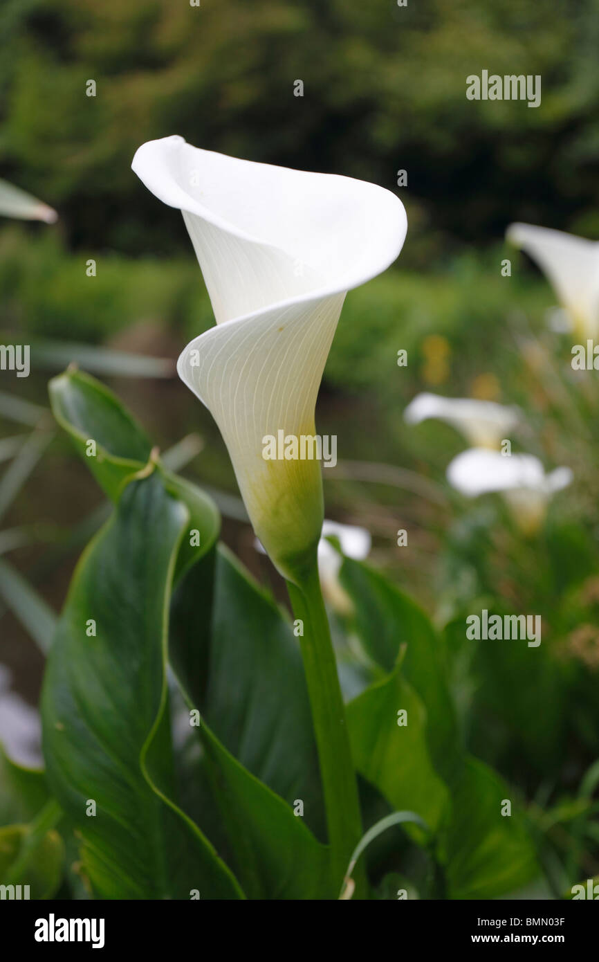 Arum lily (Zantedeschia aethiopica) plant in flower Stock Photo Alamy