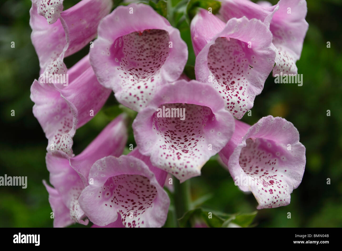 Foxglove (Digitalis purpureum) close up of flower Stock Photo Alamy