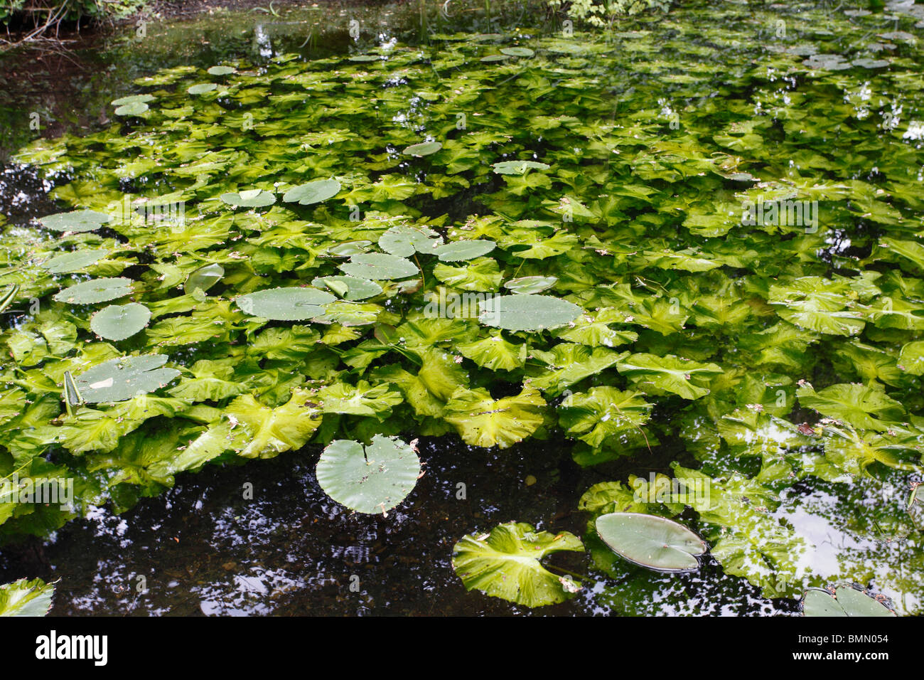 Water lilies underwater hires stock photography and images Alamy