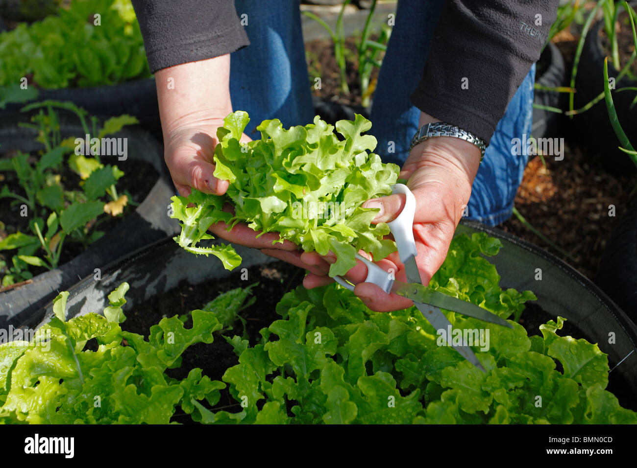 Cutting Cut And Come Again Lettuce Growing In Tyres Stock Photo Alamy cutting-cut-and-come-again-lettuce-growing-in-tyres-stock-photo-alamy