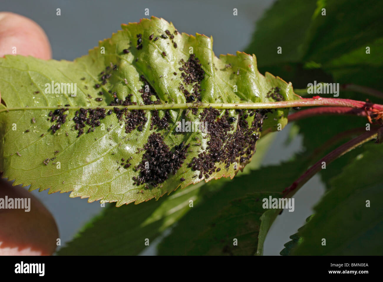 Cherry Insect Cherry blackfly (Myzus cerasi) close up of aphids on underside of ...