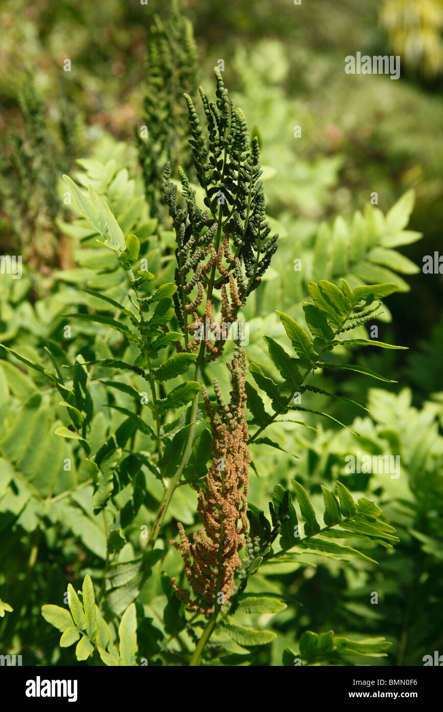 Osmunda regalis (Royal fern) close up of plant Stock Photo