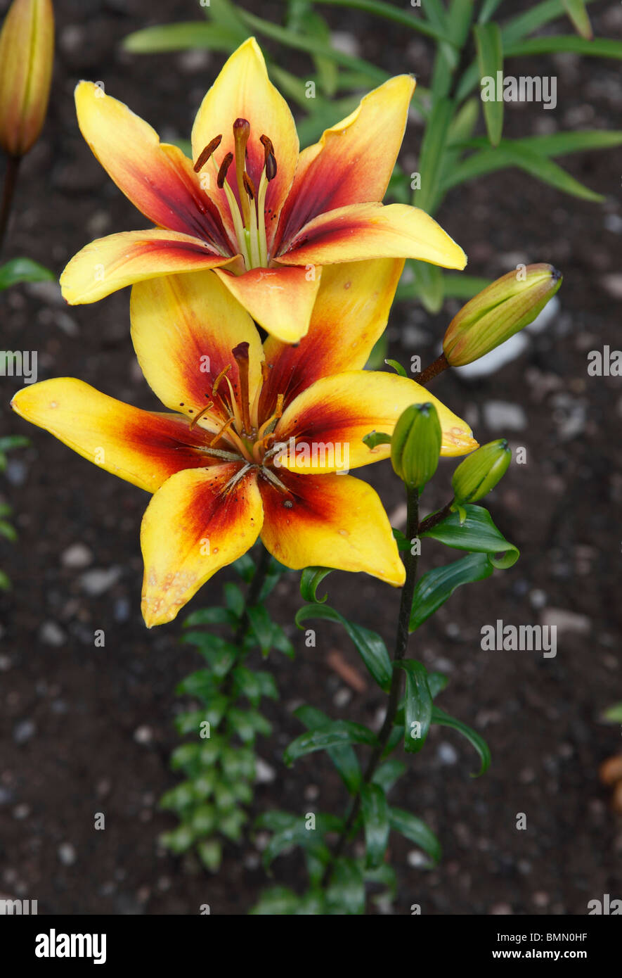 Lillium Grand Cru close up of flower Stock Photo