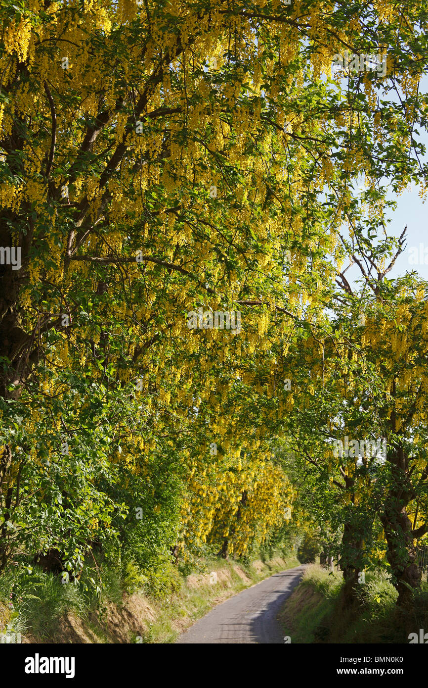 Laburnum tree in flower at roadside Stock Photo - Alamy