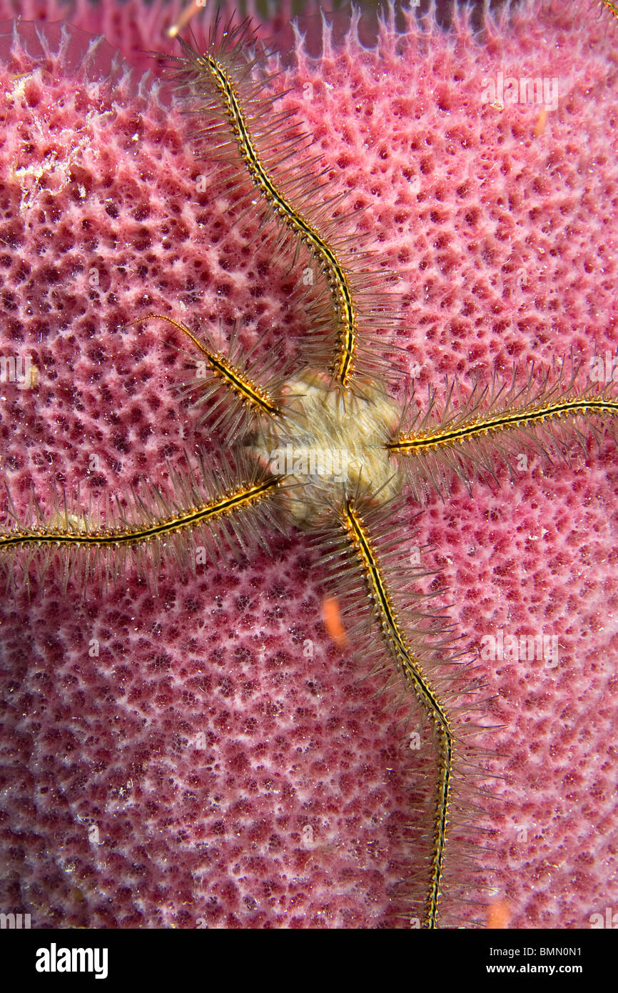 Brittle starfish missing one leg on pink sponge Stock Photo