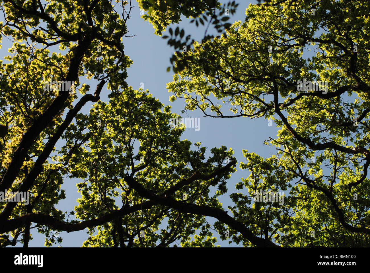 Deciduous woodland canopy, Dorset, England Stock Photo