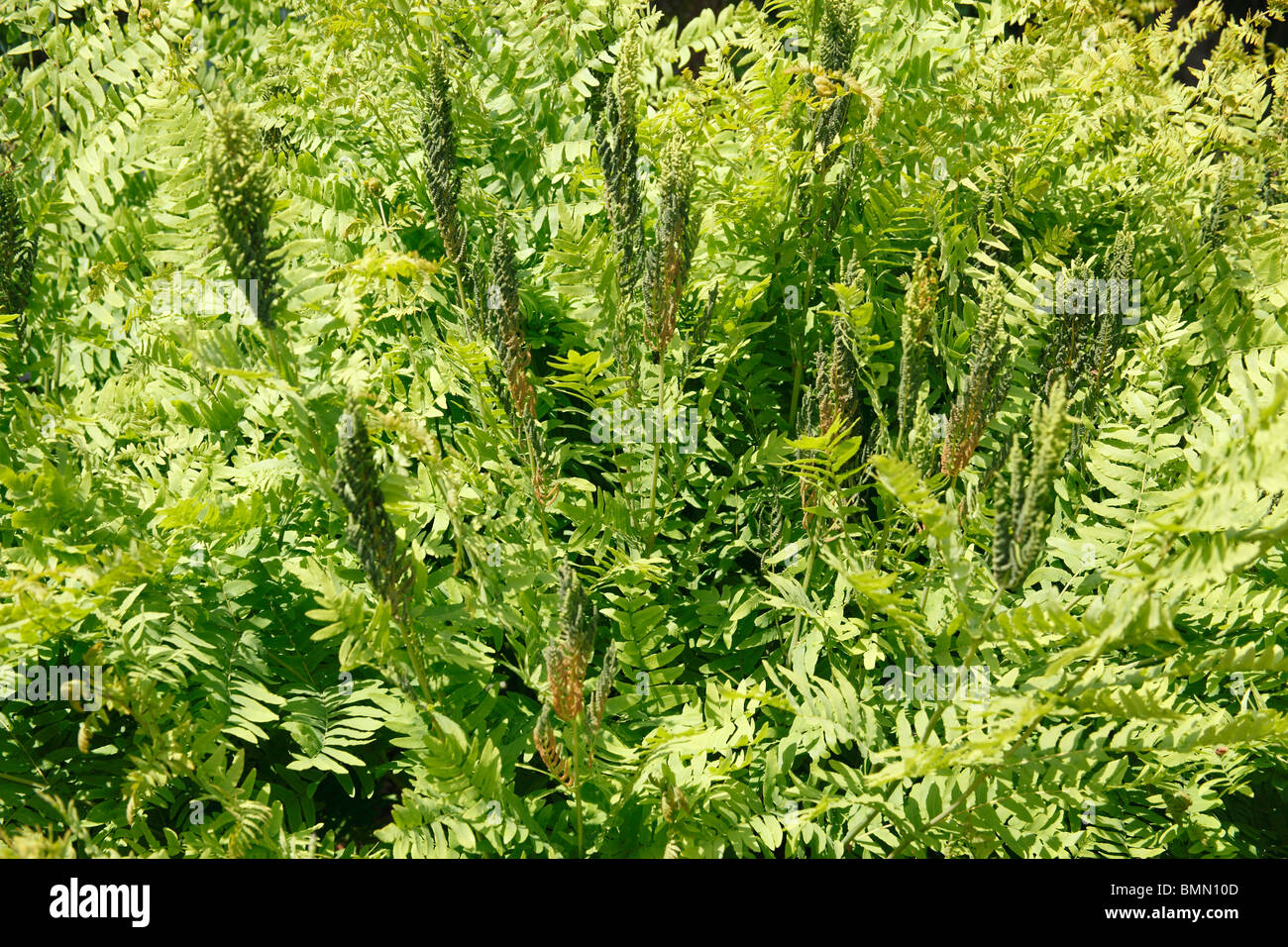 royal fern (Osmunda regalis) close up of plant Stock Photo