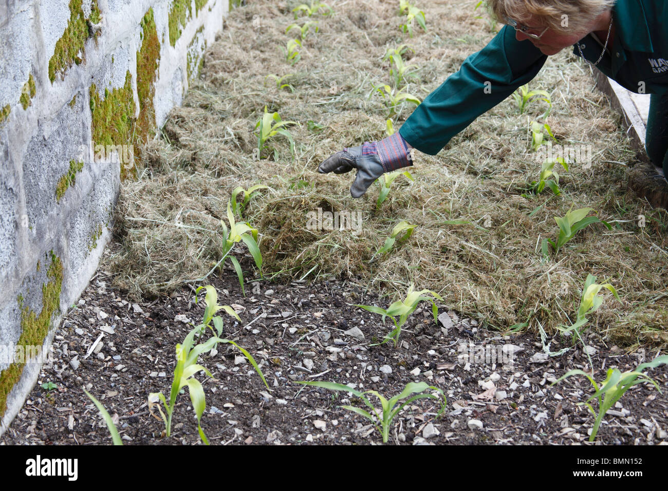 mulching sweetcorn with grass trimmings Stock Photo Alamy