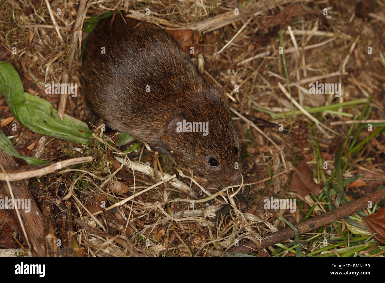 Short tailed field vole (Microtus agrestis) coming out of nest Stock