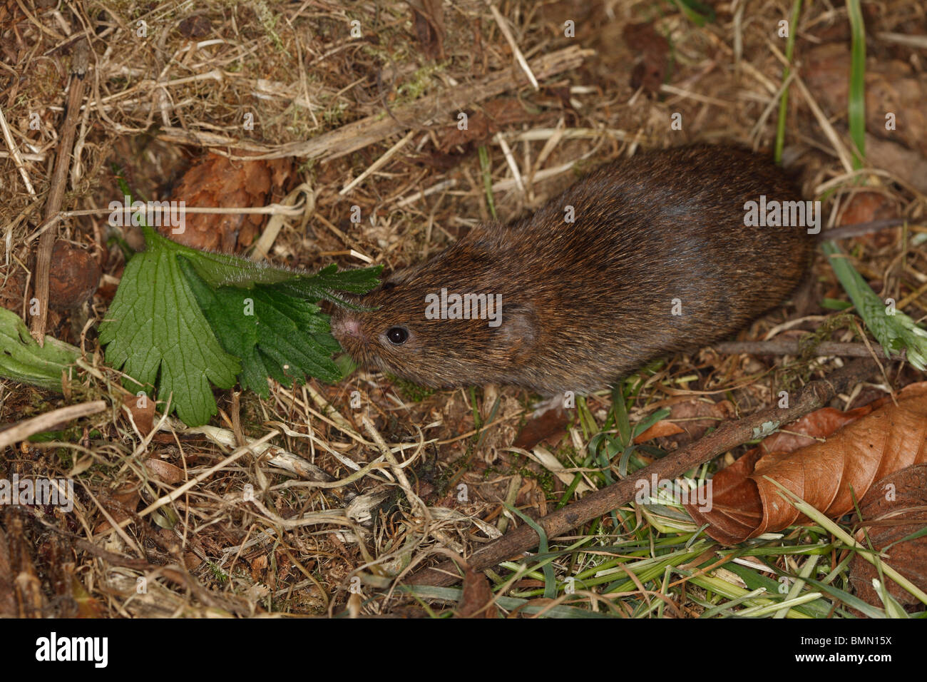Short tailed field vole (Microtus agrestis) dragging leaf into nest