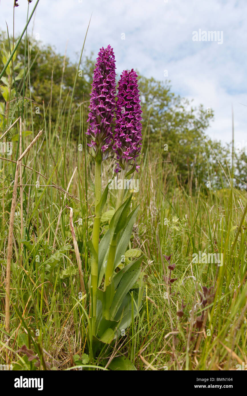 Northern marsh orchid (Dactylorhiza purpurella) plants in flower Stock Photo