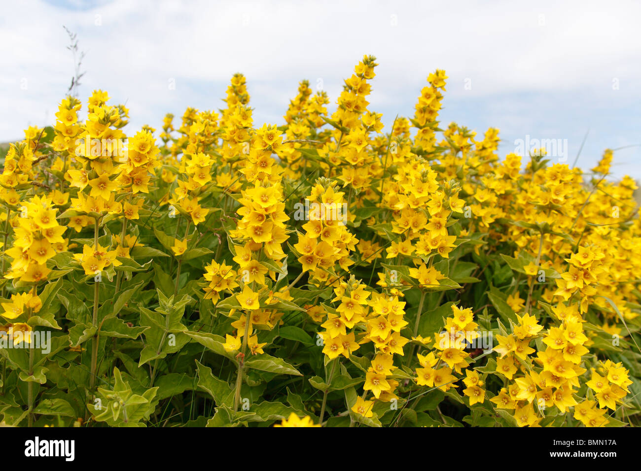 Yellow loosestrife hires stock photography and images Alamy