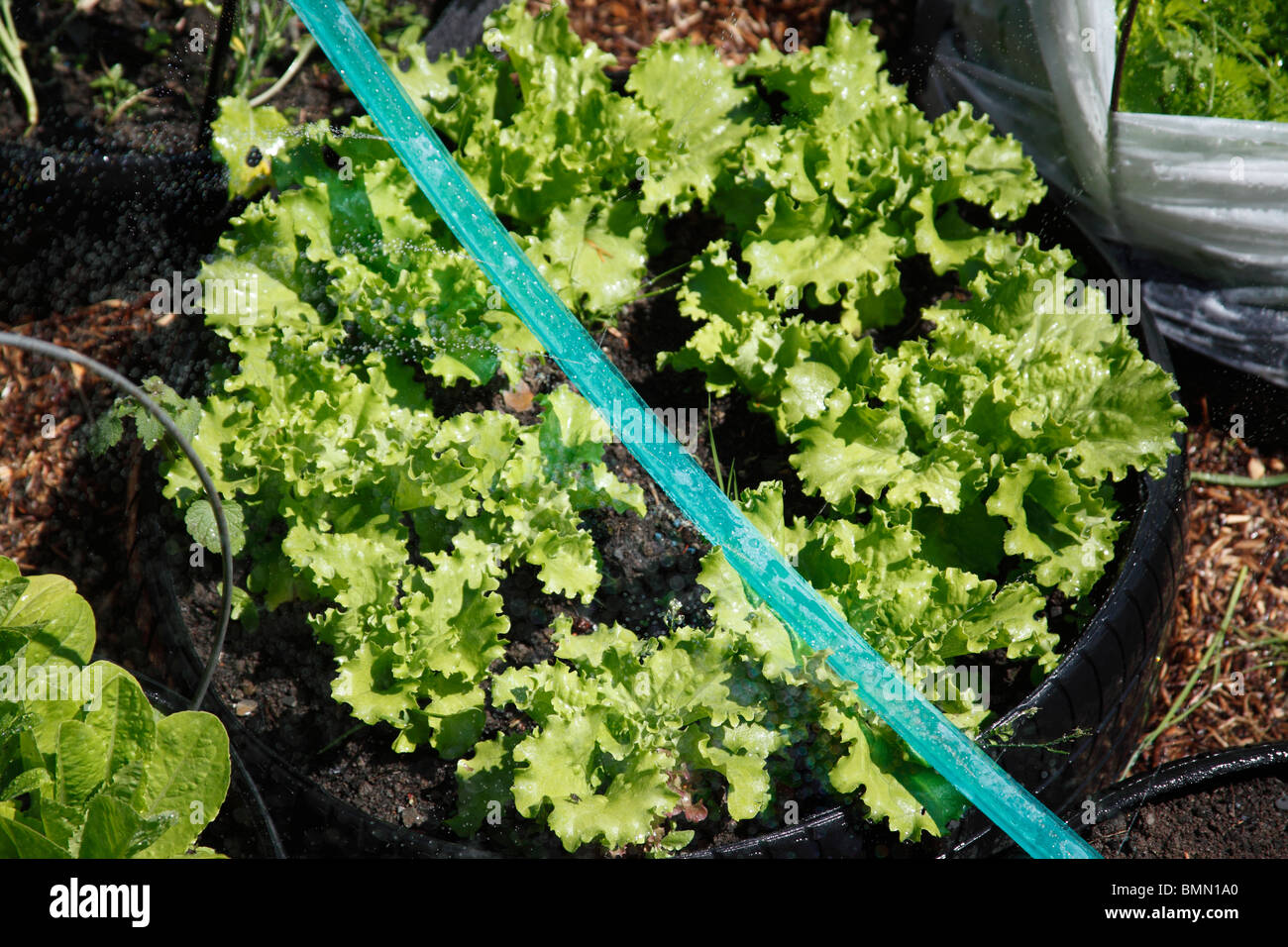 watering lettuce growing in tyre with seep hose Stock Photo Alamy