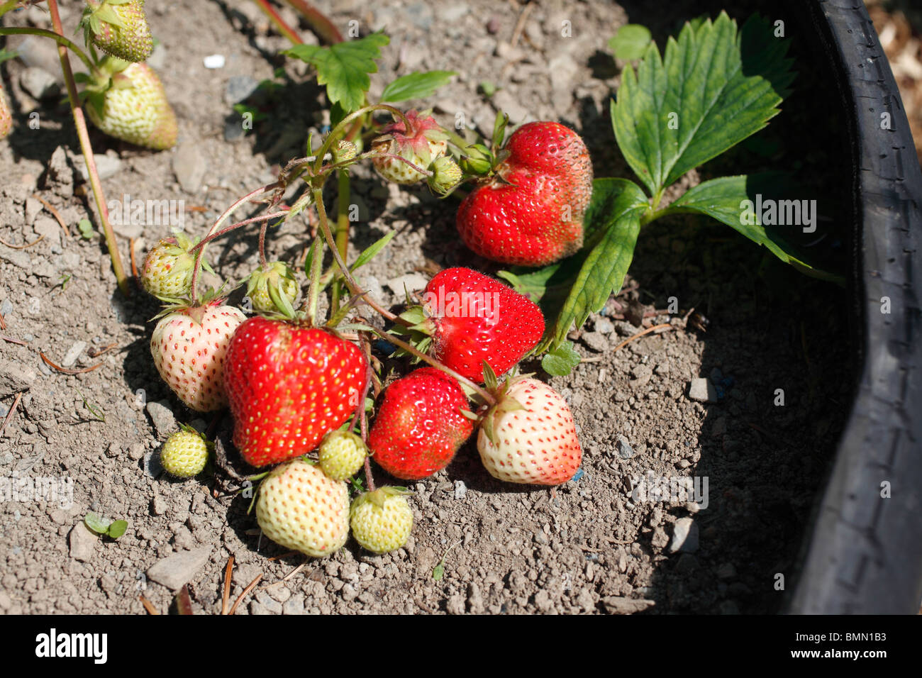 Strawberry (Fragaria x ananassa) Vigour close up of ripening fruit Stock Photo