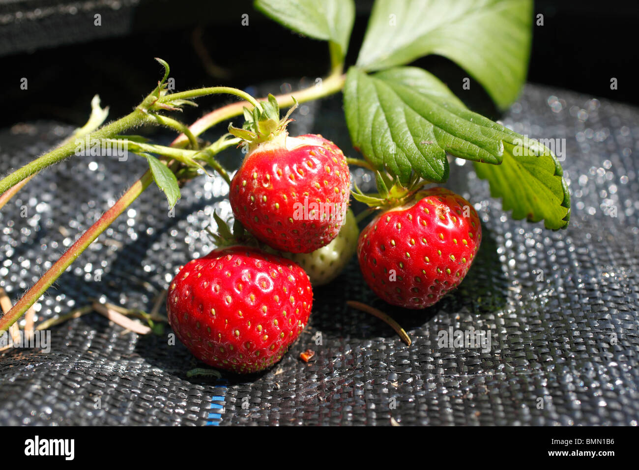 Strawberry (Fragaria x ananassa) Honeoye close up of ripening fruit Stock Photo