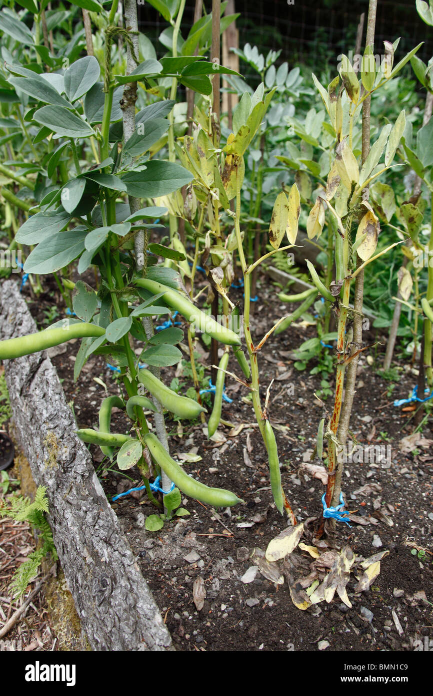 Foot rot (Aphanomyces euteiches) in broad beans showing healthy and infected plants Stock Photo