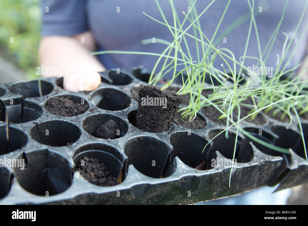 transplanting leeks- push finger through base of tray to release plug intact Stock Photo