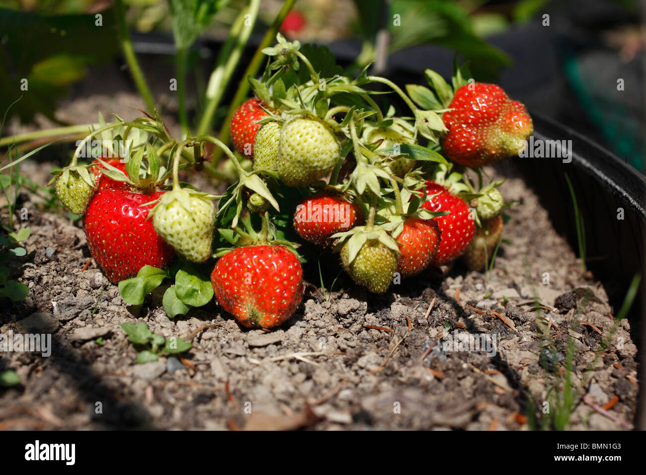 Strawberry (Fragaria x ananassa) Hapil fruit ripening in tyre Stock Photo