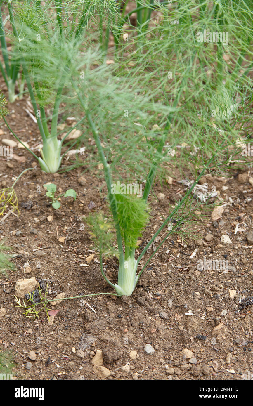 Florence fennel (Foeniculum vulgare) Rudy close up of plant Stock Photo