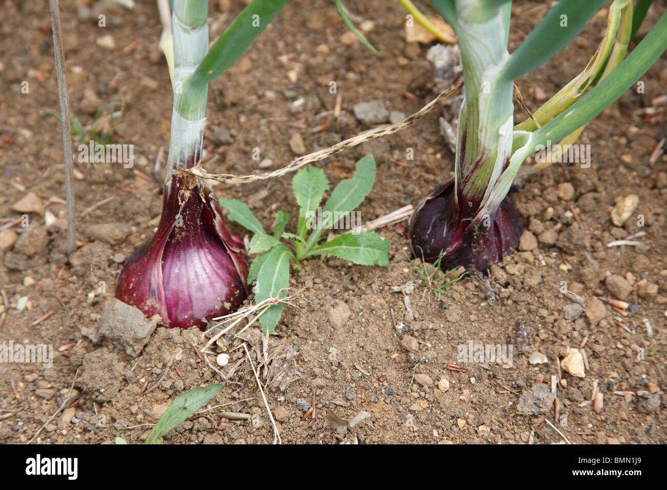 Onion (Allium cepa) Red baron close up of maturing bulb Stock Photo