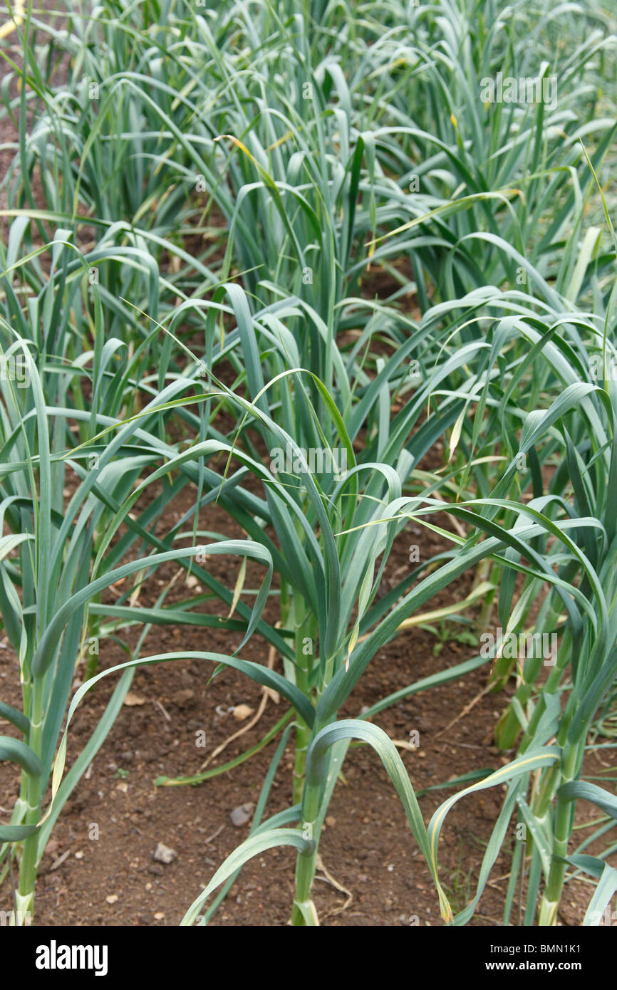 Garlic (Allium sativum) Whight criscto plants in bed Stock Photo