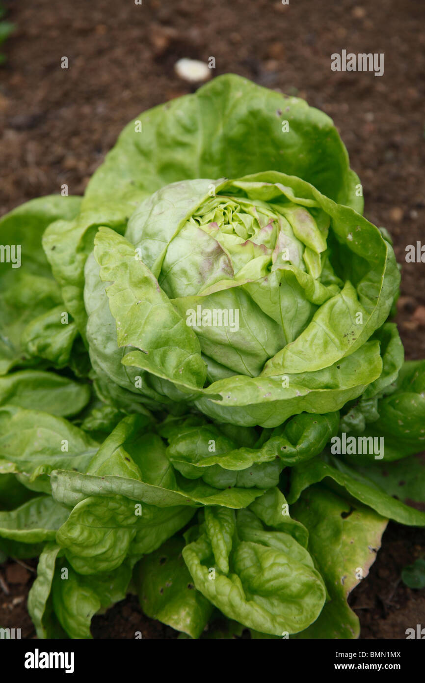 Lettuce (Lactuca sativa) May Queen close up of mature plant Stock Photo