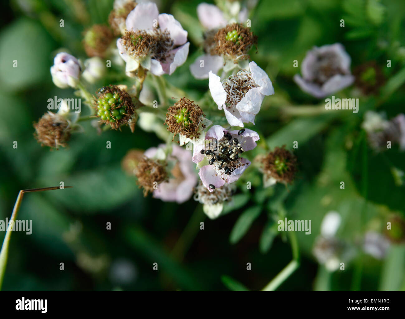 Pollen beetles (Meligethes spp) on blackberry flower Stock Photo