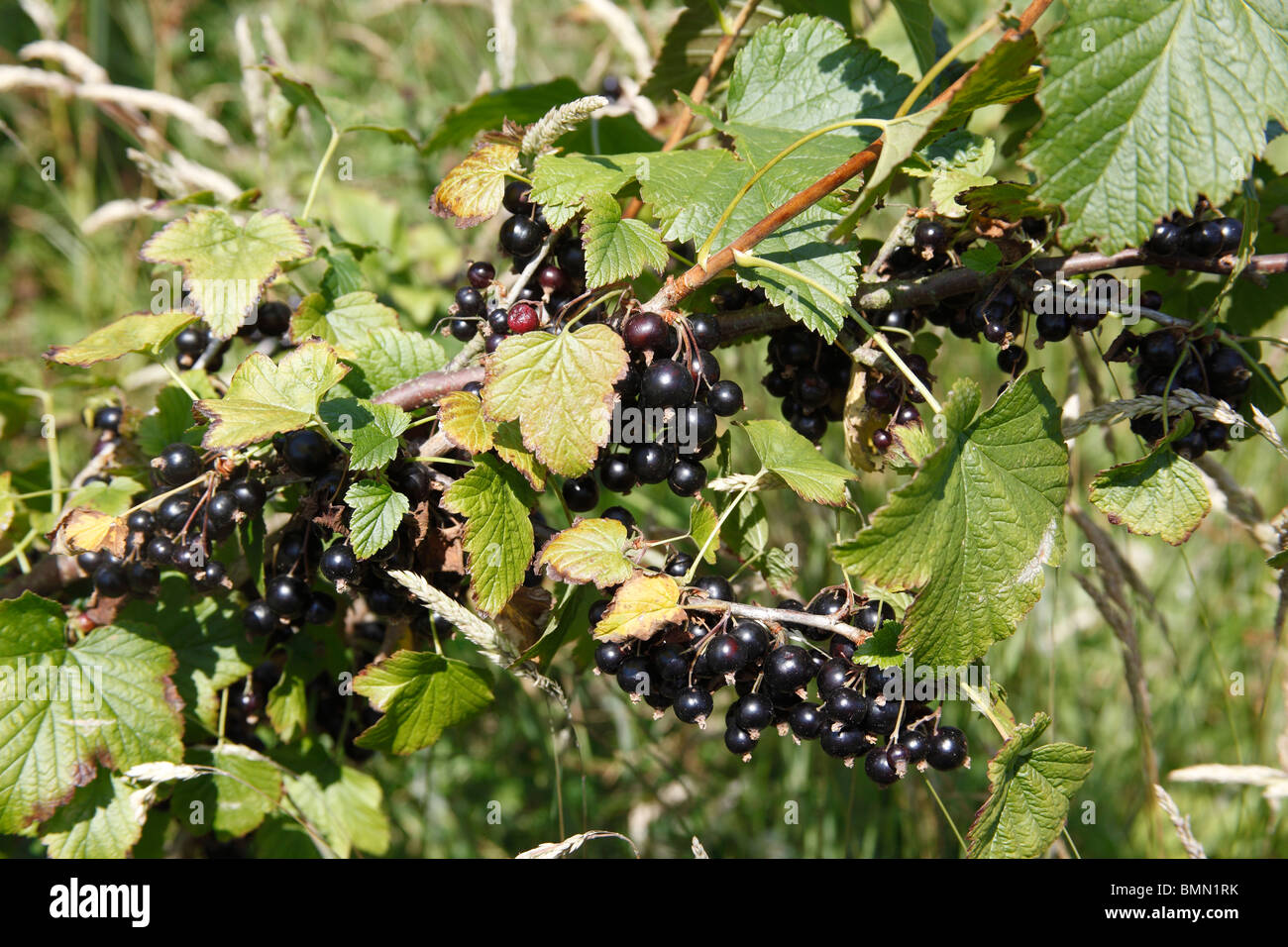 Blackcurrants (Ribes nigrum) Ben conan ripenbing on bush Stock Photo