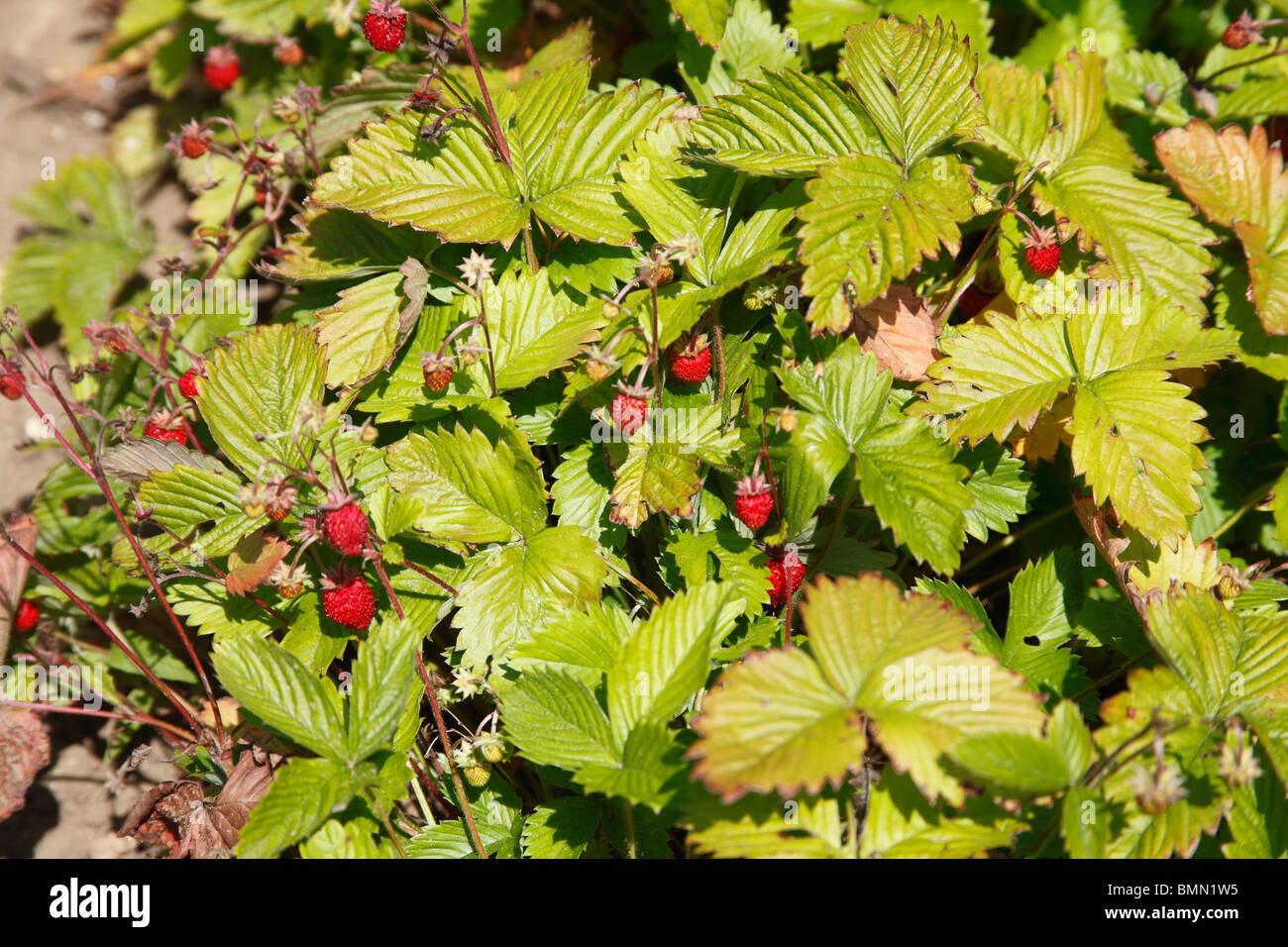 wild strawberry (Fragaria vesca) close up of ripe fruit Stock Photo