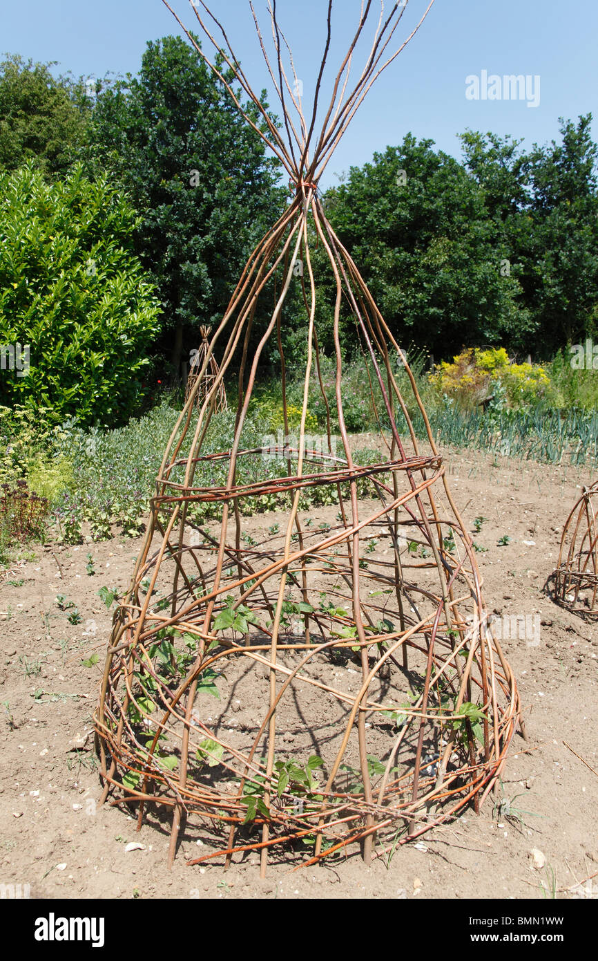 Wigwam runner bean support made from willow Stock Photo