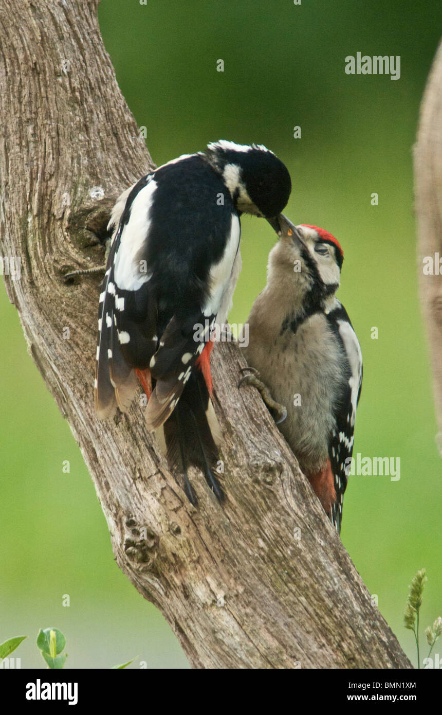 Greater Spotted Woodpecker (Dendrocopos major) sometimes called Great Spotted Woodpecker a native of the UK a woodland bird Stock Photo