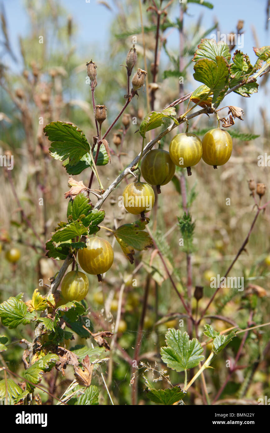 Gooseberries (Ribes uva-crispa) ripening on bush in naturalised orchid Stock Photo