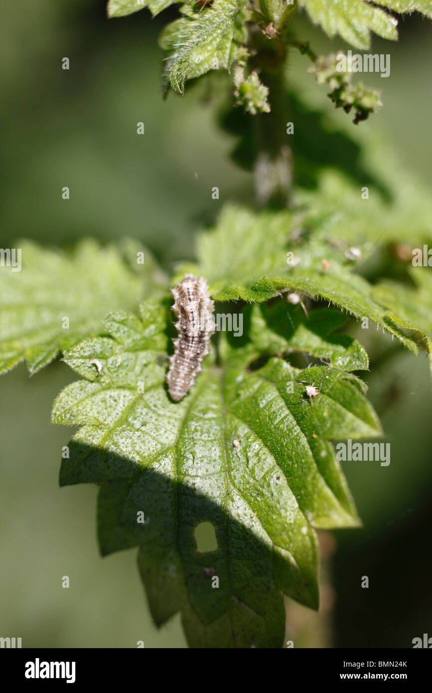Hoverfly larva (Syrphidae spp) moving across nettle leaf Stock Photo