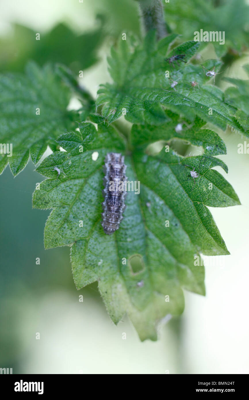 Hoverfly larva (Syrphidae spp) on nettle leaf Stock Photo