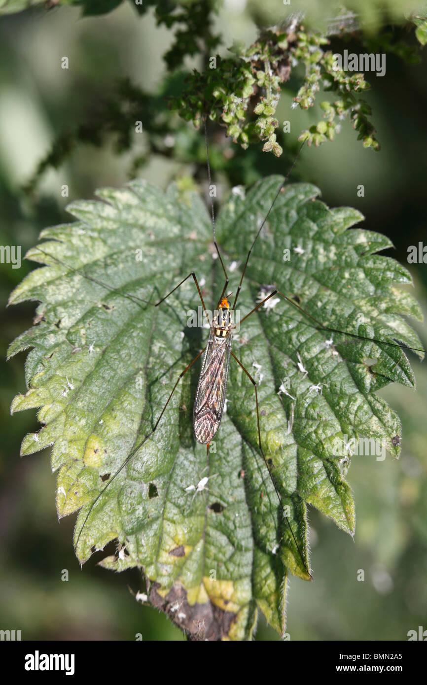 Spotted cranefly (Nephrotoma appendiculata) at rest on nettle Stock Photo