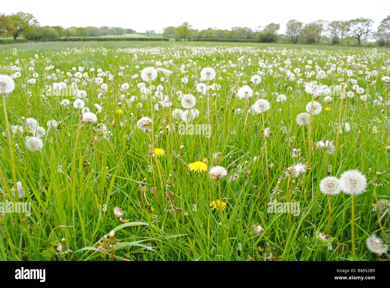 Dandelions in a meadow in Dorset, England Stock Photo