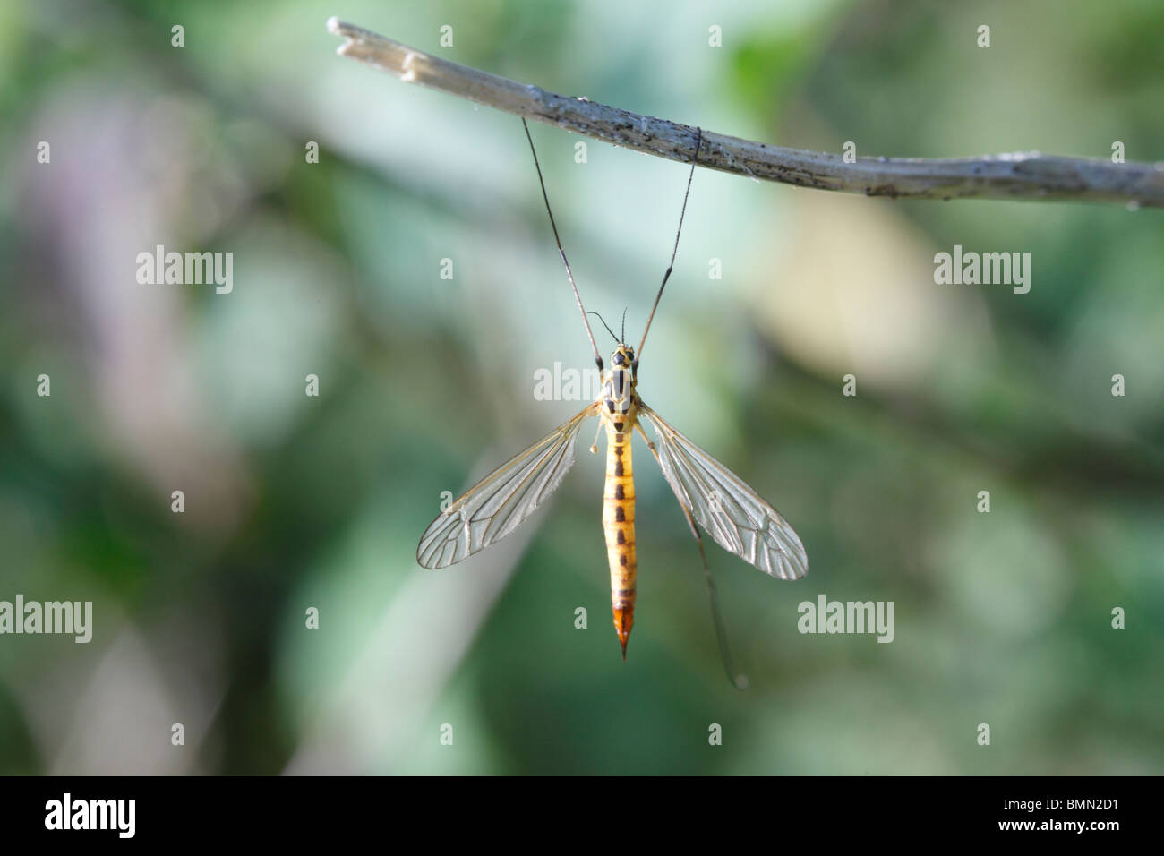 Spotted cranefly (Nephrotoma appendiculata) hanging from branch Stock Photo