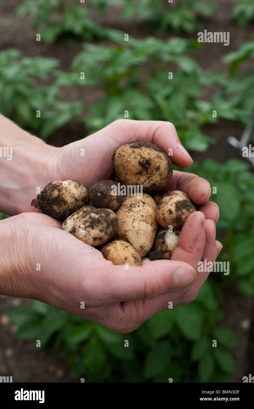 A woman's hands hold an early harvest of Vales of Emerald potatoes in mid-June in an organic allotment in Cambridgeshire. Stock Photo