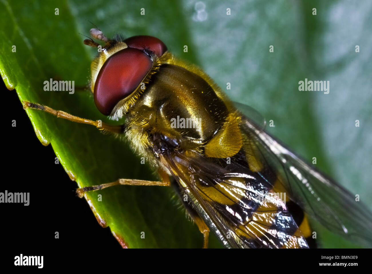 Golden fly with red eyes Stock Photo - Alamy