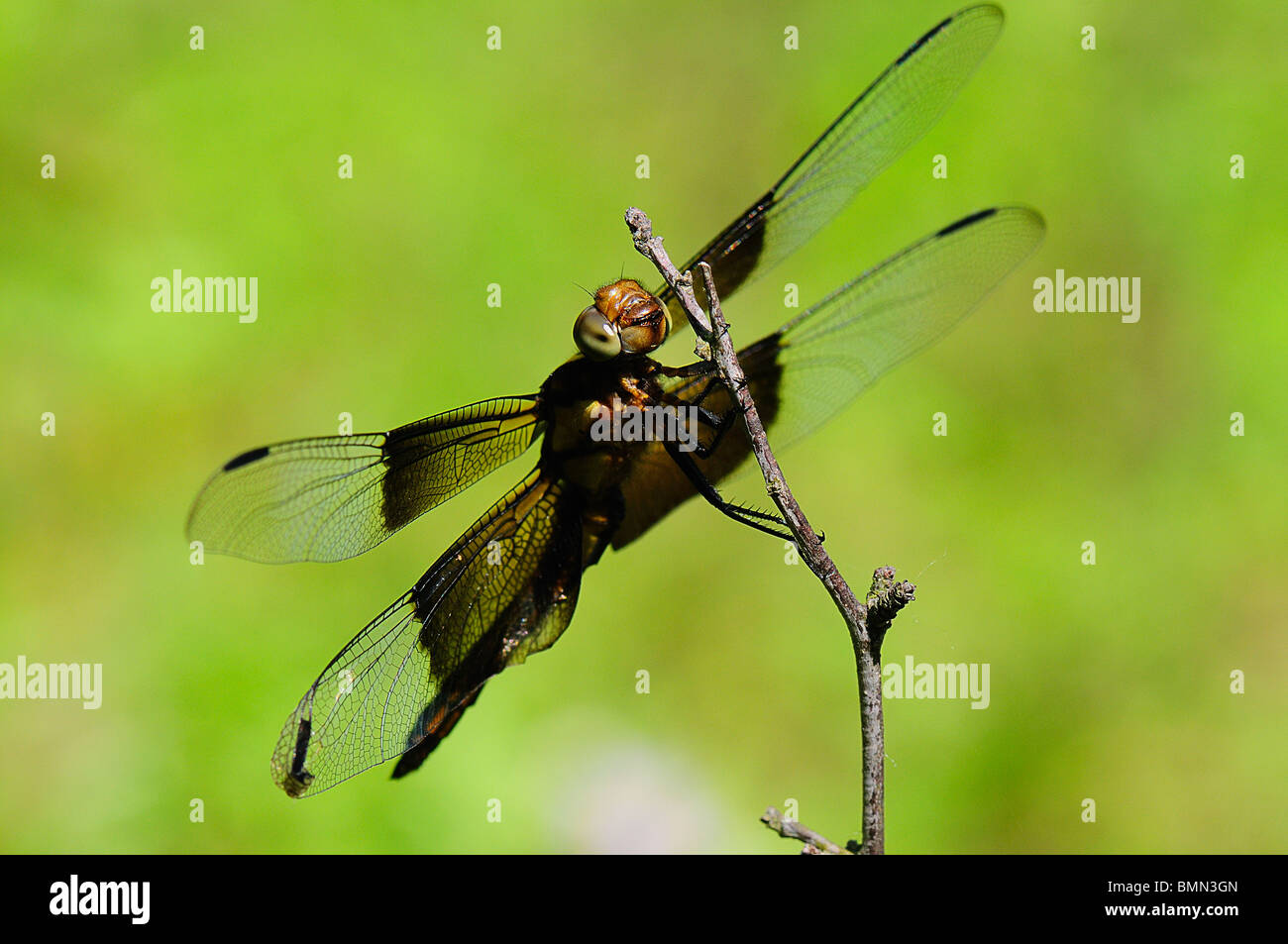 Female Widow Skimmer resting on a twig Stock Photo - Alamy