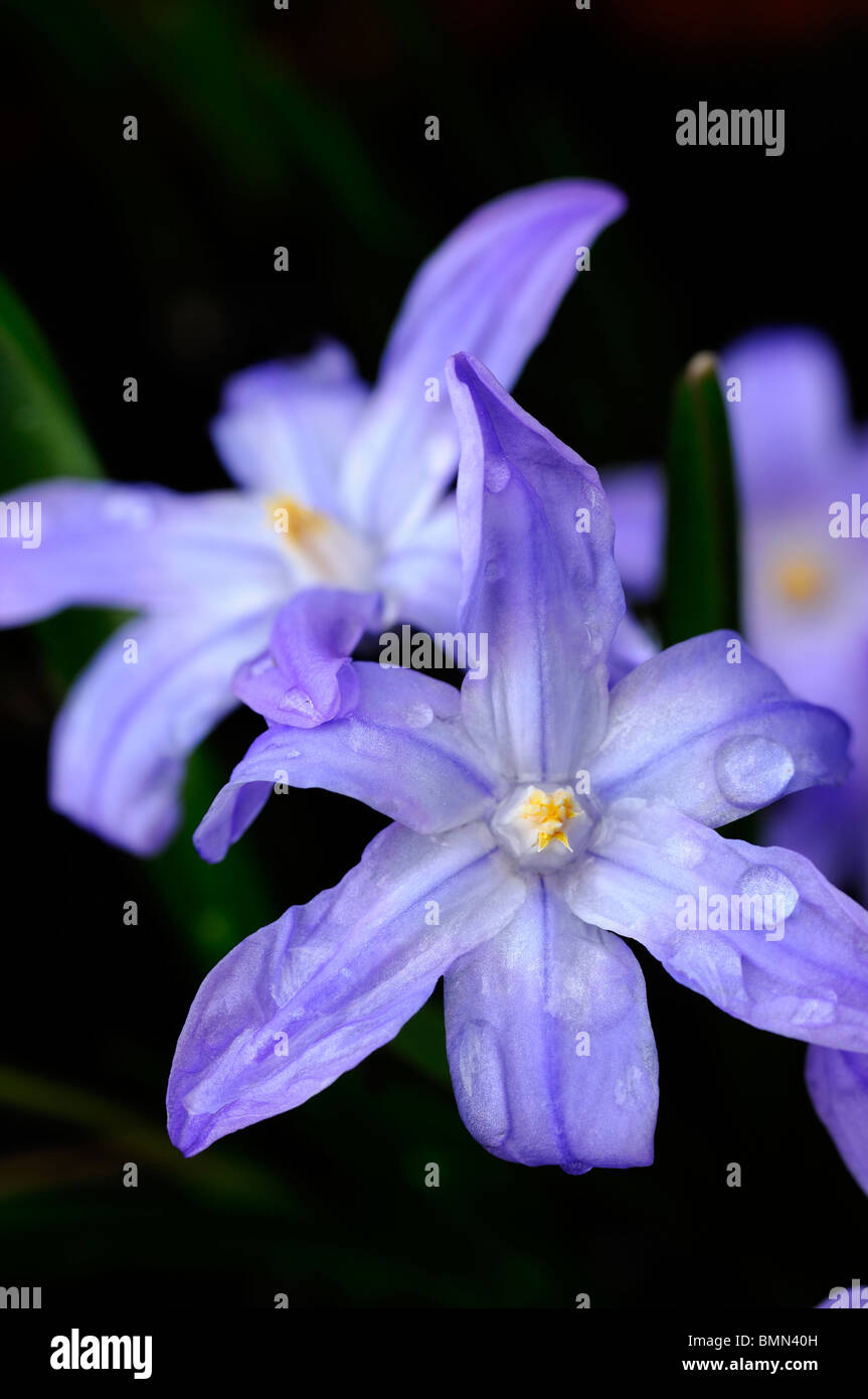 Chionodoxa luciliae syn Chionodoxa gigantea Scilla luciliae glory of ...